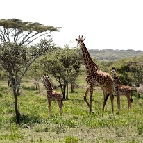 IMG_20250119-01-IMG_0549