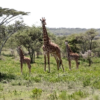 IMG_20250119-01-IMG_0550