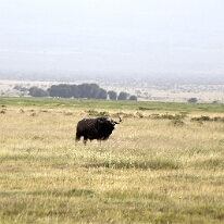 IMG_20250114-00-IMG_8416 Buvol