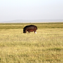 IMG_20250116-00-IMG_8941 Hroch