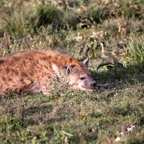 IMG_20250118-01-IMG_0126