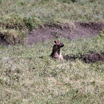 IMG_20250119-01-IMG_0382