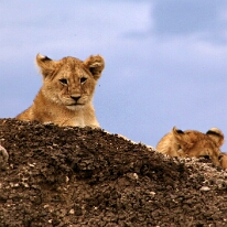 IMG_20250119-01-IMG_0742