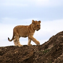 IMG_20250119-01-IMG_0785