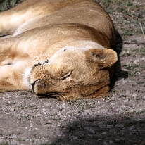 IMG_20250118-01-IMG_9957