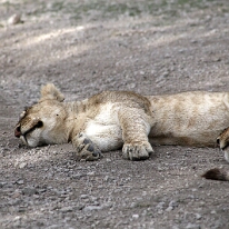 IMG_20250118-01-IMG_9964