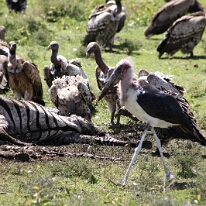 IMG_20250118-01-IMG_9660