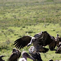 IMG_20250118-01-IMG_9715