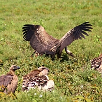 IMG_20250119-01-IMG_0472