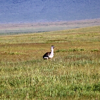 IMG_20250117-00-IMG_9011