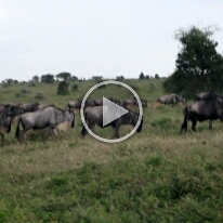 MVI_0646-MigracePakone31