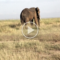 MVI_8661-Kili-Sloni17