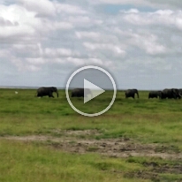 VID_20250115_140305-SloniOlTukai13