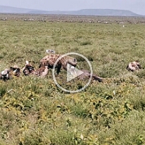 VID_20250119_113202-Supi40