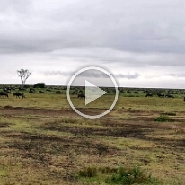 VID_20250120_075304-MigracePakone30