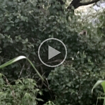 VID_20250120_172742-Opice33