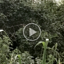 VID_20250120_172916-Opice50