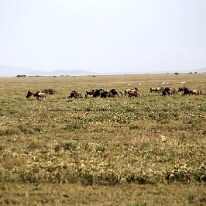 IMG_20250118-01-IMG_0057