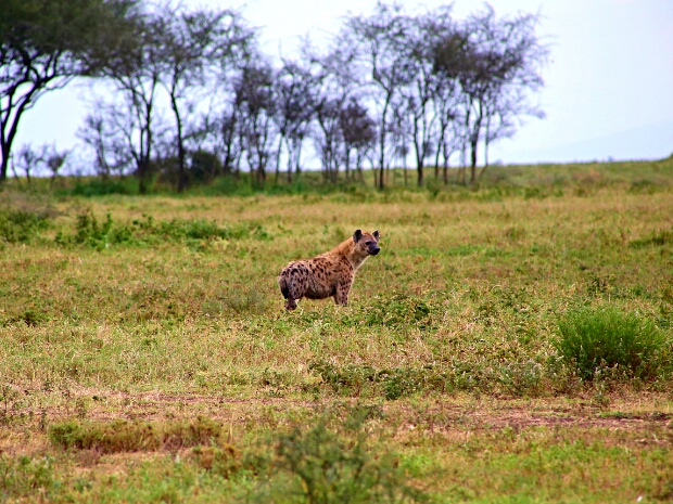 Hyena.Prase bradavičnaté
