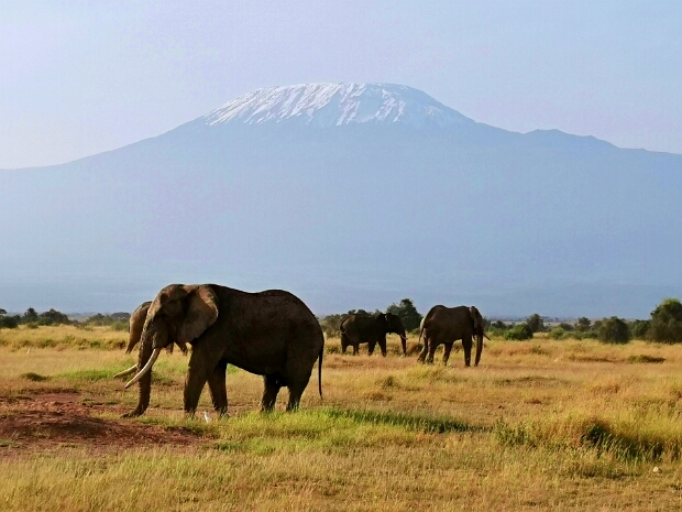 Kilimanjaro